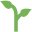 seedling
