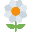 blossom